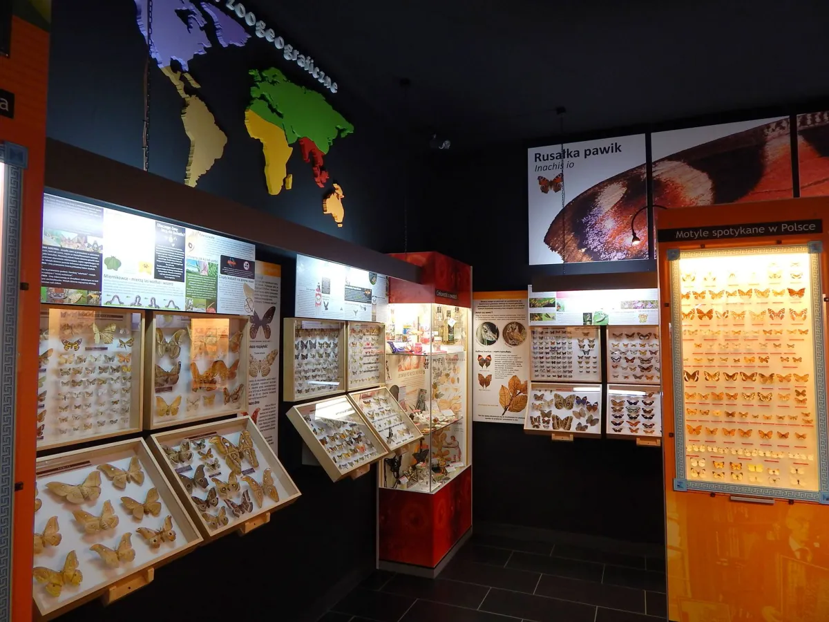 Muzeum Motyli we Władysławowie